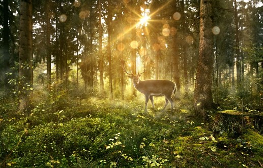 Image de Hirsch in nebligem Wald
