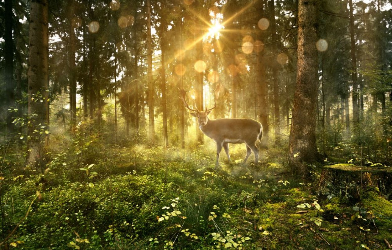 Afbeeldingen van Hirsch in nebligem Wald