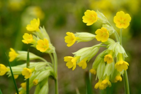 Bild på Field of yellow Cowslip flowers or Primula veris Shallow depth of field