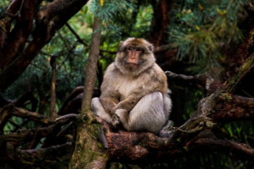 Bild på Affe auf Baum