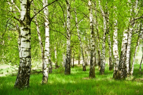 Image de Brzozowy zagajnik wczesn wiosn w pogodny dzieMode brzozy z modymi zielonymi limi w wietle soca