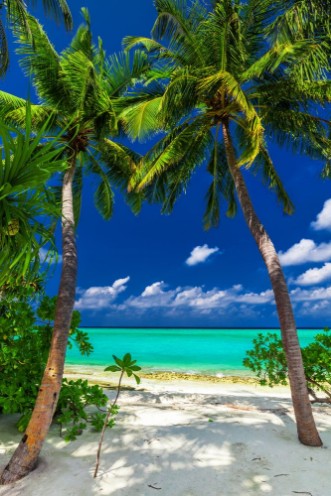 Two palm trees framing a beach entrance to tropical blue lagoon photowallpaper Scandiwall