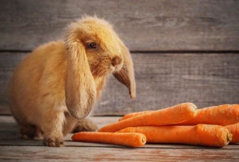 Bild på Funny rabbit with carrot on wooden background