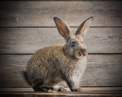 Afbeeldingen van Funny rabbit on wooden background