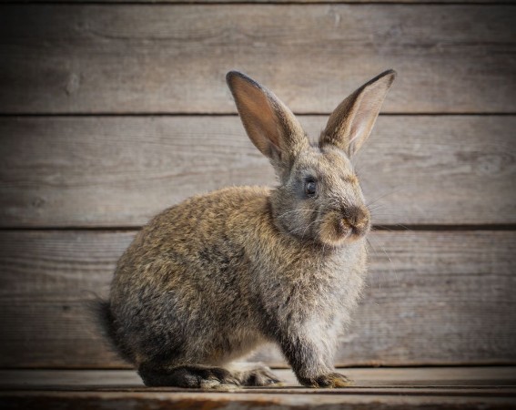 Bild på Funny rabbit on wooden background