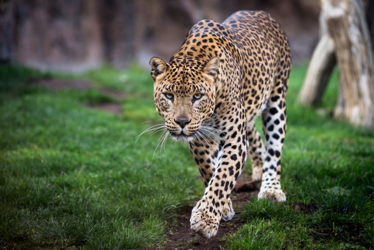 Image de Leopard in front walking
