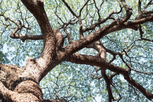 Bild på Details of green leaf and branch tree foliage background