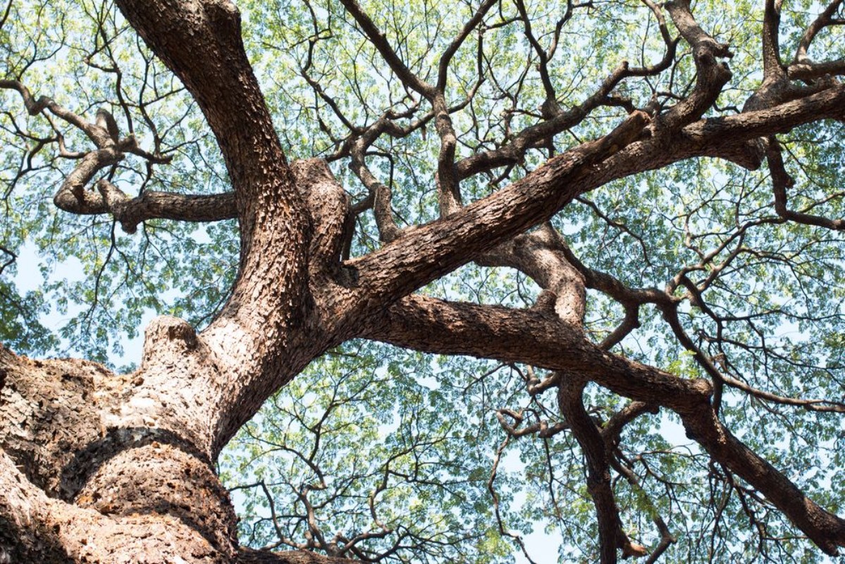 Afbeeldingen van Details of green leaf and branch tree foliage background