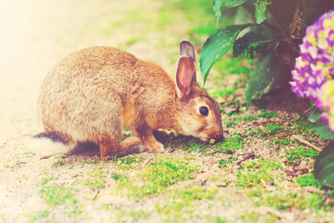 Image de Rabbit in front of a hydrangea bush