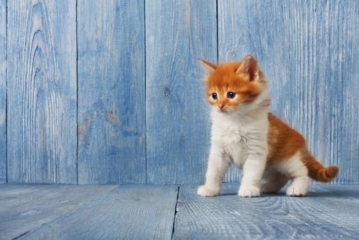 Picture of Red orange kitten at blue wood