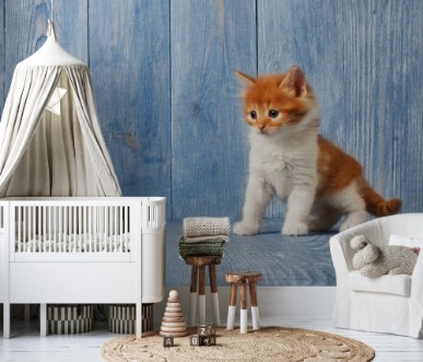 Picture of Red orange kitten at blue wood