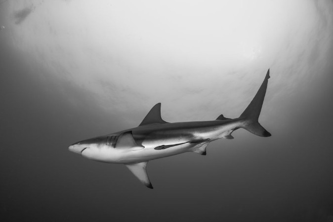 Picture of Giant Blacktip swimming in deep blue water