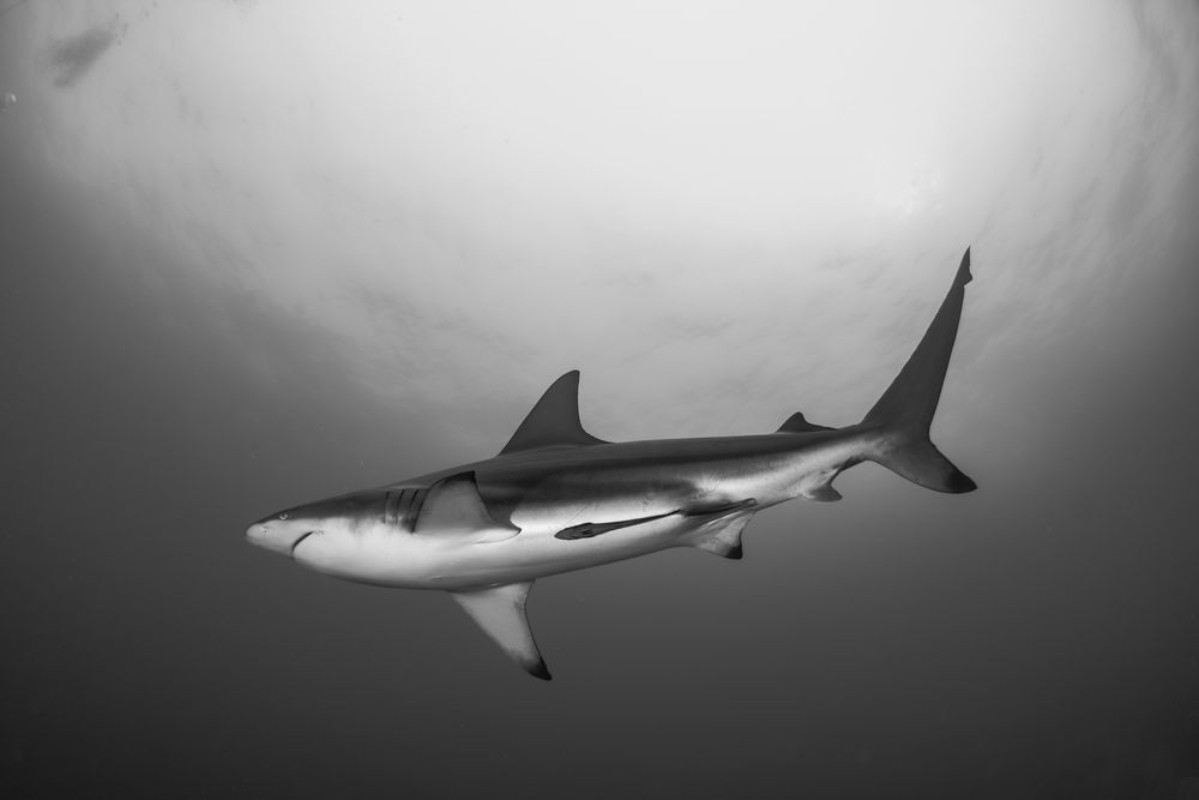 Picture of Giant Blacktip swimming in deep blue water