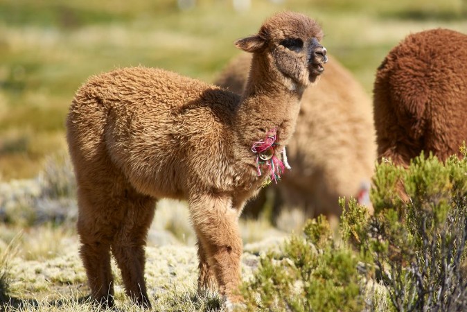 Afbeeldingen van Baby Alpaca Lama pacos on a wetland in Lauca National Park northern Chile