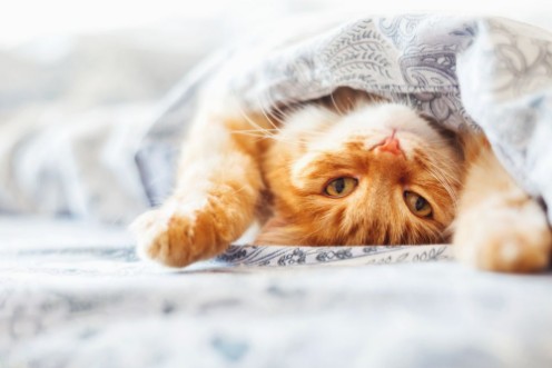 Bild på Cute ginger cat lying in bed under a blanket Fluffy pet comfortably settled to sleep Cozy home background with funny pet