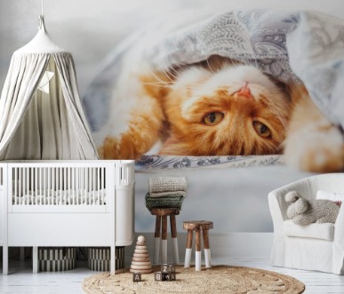 Afbeeldingen van Cute ginger cat lying in bed under a blanket Fluffy pet comfortably settled to sleep Cozy home background with funny pet