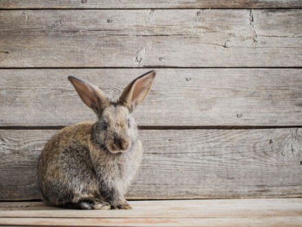 Afbeeldingen van Rabbit on wooden background