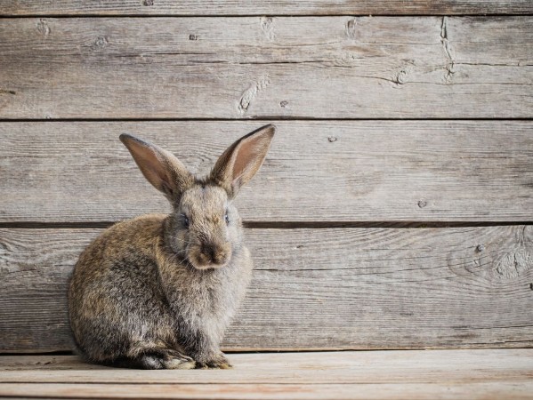Picture of Rabbit on wooden background