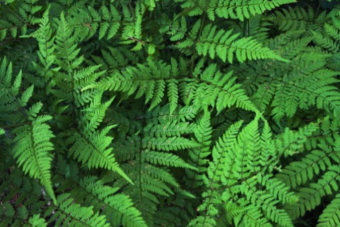 Image de Green fern