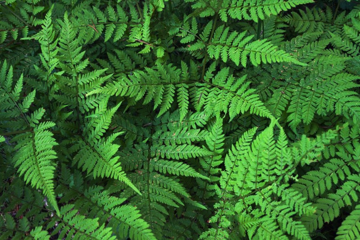 Picture of Green fern