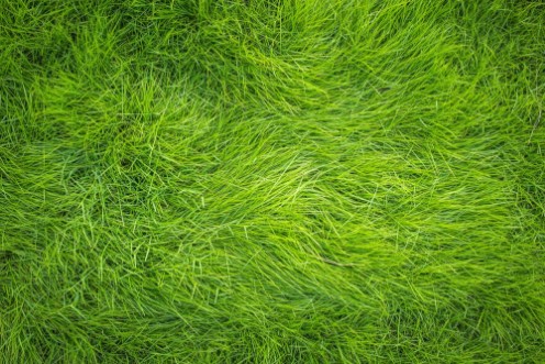 Bild på Green grass Grass top view
