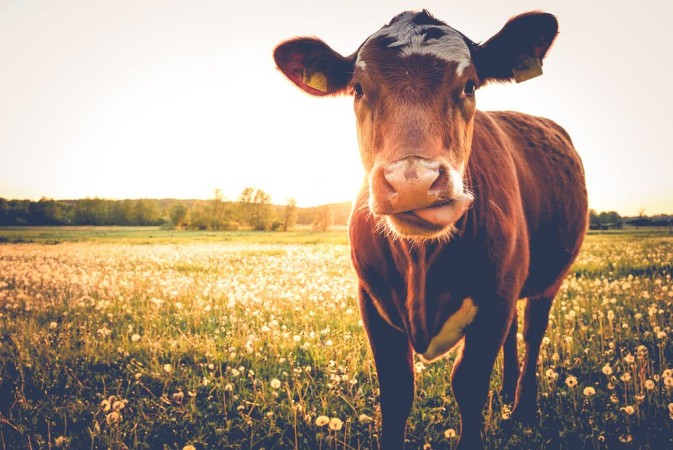 Afbeeldingen van Einzelne Kuh auf Butterblumenwiese in der Abendsonne