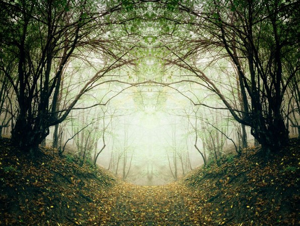 Bild på Surreal forest path