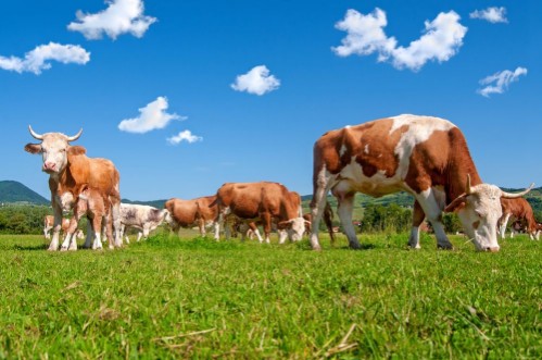Afbeeldingen van Cow herd in a field