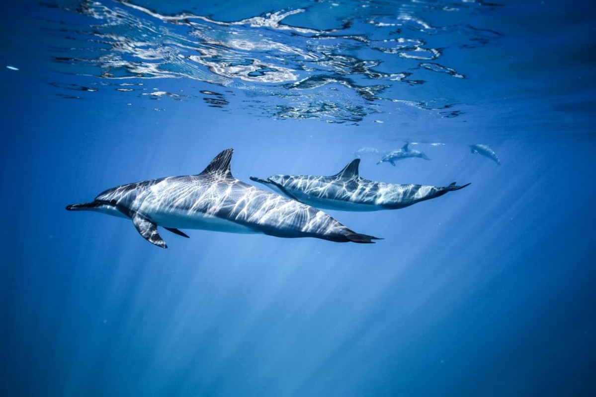 Afbeeldingen van Two dolphins swim near the ocean surface Photo underwater