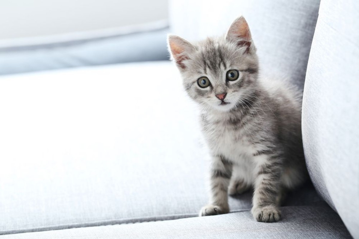 Picture of Beautiful little cat on a grey sofa