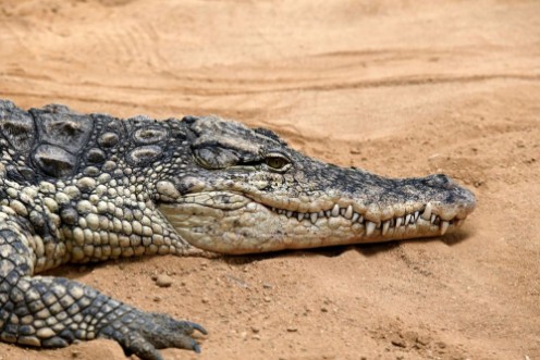 Afbeeldingen van El cocodrilo del Nilo Crocodylus niloticus es una especie de saurpsido crocodilio de la familia Crocodylidae 