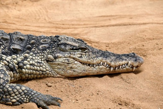 Bild på El cocodrilo del Nilo Crocodylus niloticus es una especie de saurpsido crocodilio de la familia Crocodylidae 