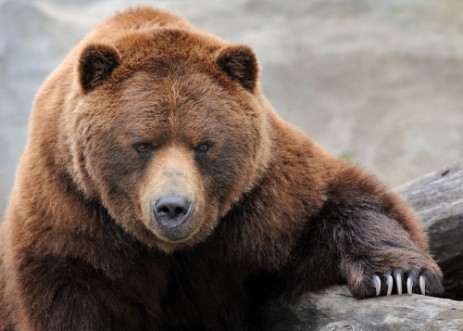 Image de Grizzly bear portrait