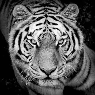 Afbeeldingen van Portrait de tigre en noir et blanc