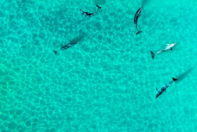 Afbeeldingen van Aerial view of dophines in a tropical lagoon