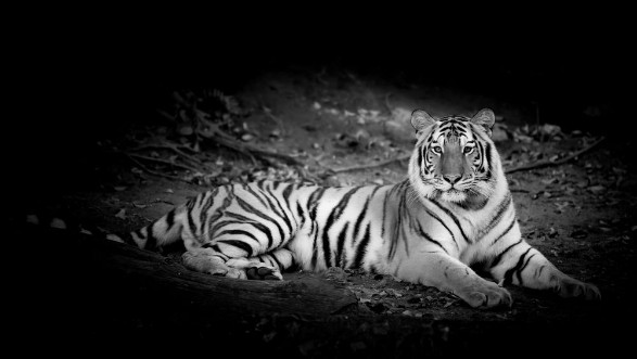 Picture of Black  White Tiger