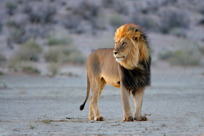 Afbeeldingen van Big male African lion Panthera leo Kalahari South Africa