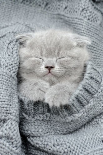 Afbeeldingen van Gray kitten sleep in gray clouth