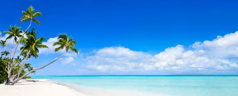 Beach Panorama with blue water and palm trees photowallpaper Scandiwall