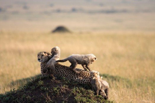 Picture of Cheetah with 5 cubs