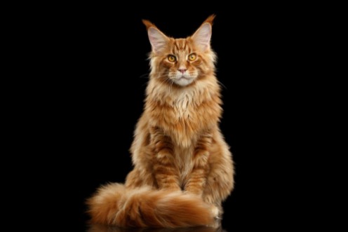 Afbeeldingen van Beautiful Red Maine Coon Cat Sitting with Large Ears and Furry Tail Looking in Camera Isolated on Black Background Front view