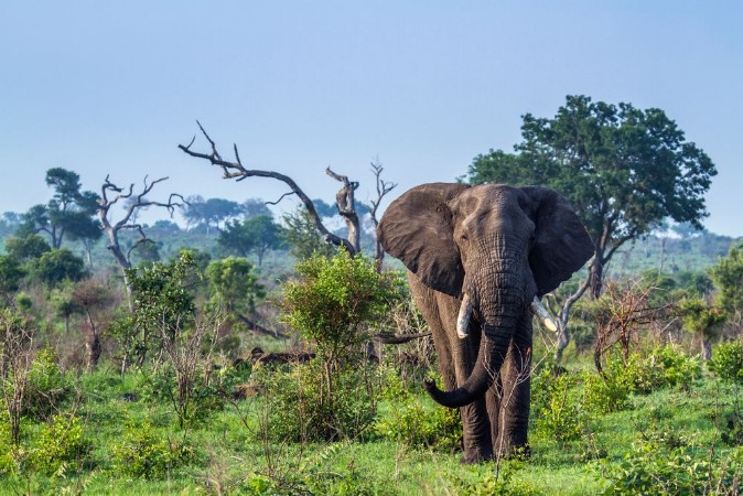 Image de African bush elephant in Kruger National park South Africa