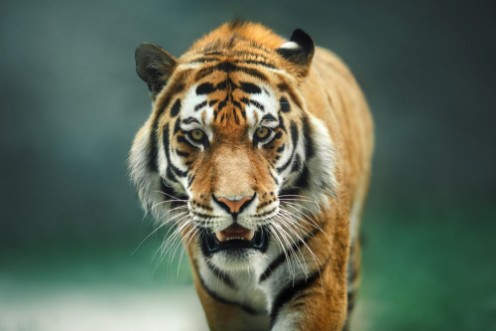 Bild på Wild animal Tiger portrait