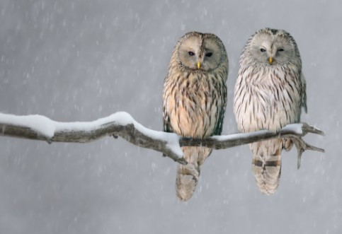 Afbeeldingen van Pair of Ural owls sitting on branch Strix uralensis