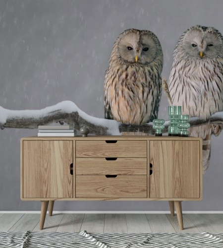 Picture of Pair of Ural owls sitting on branch Strix uralensis