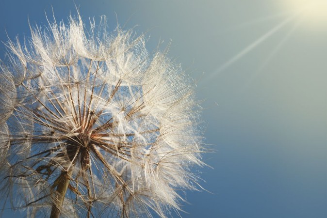 Picture of Big dandelion on a blue background