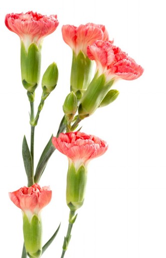 Bild på Pink carnations on a white background