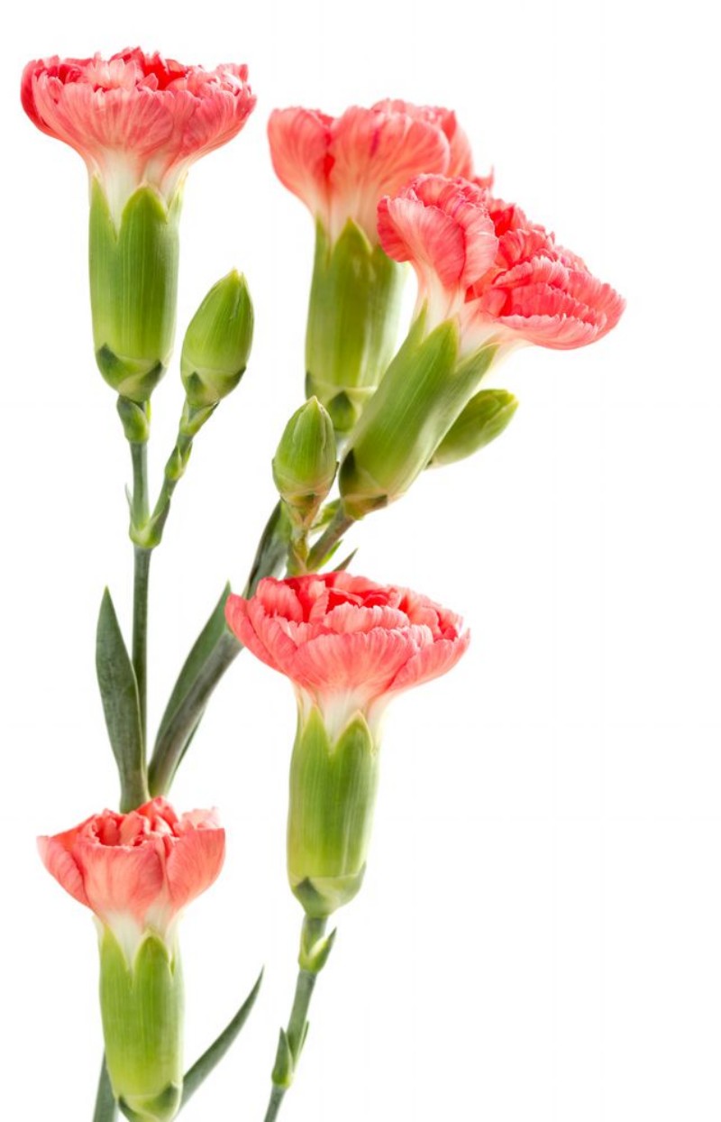 Picture of Pink carnations on a white background