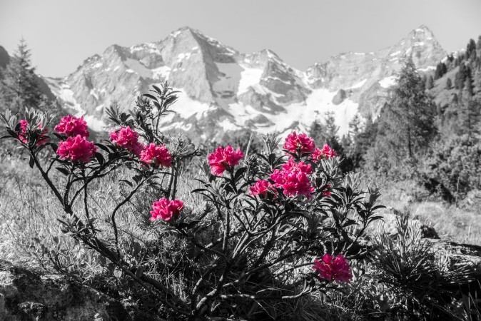Bild på Alpenrosen mit Gebirge im Hintergrund Kunst