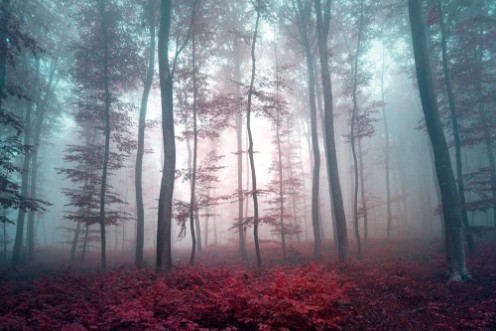 Afbeeldingen van Magic violet red colored foggy forest tree landscape Violet red color tone filter effect used